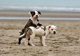 BOULEDOGUE AMERICAIN 248